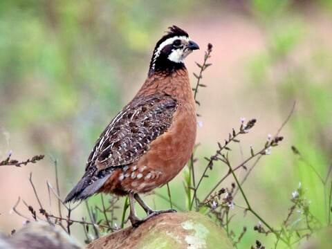 Quail