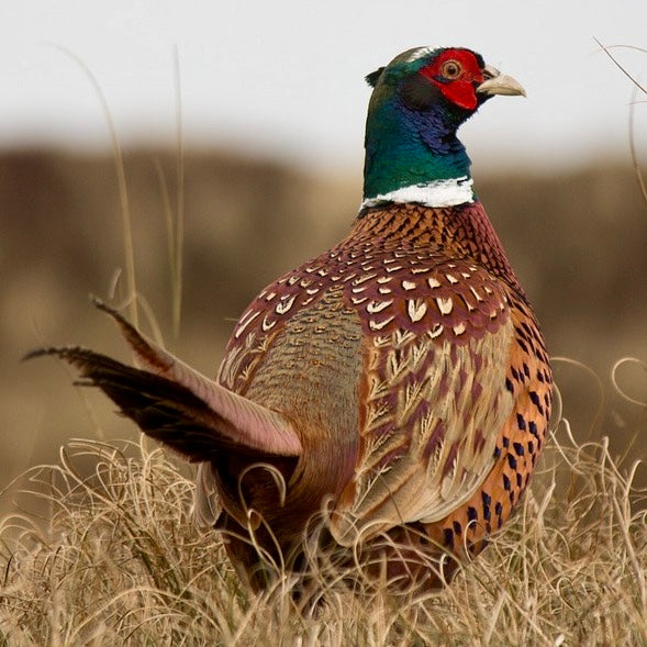Pheasant