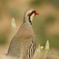 Chukar