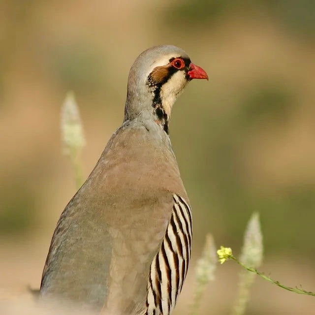 Chukar