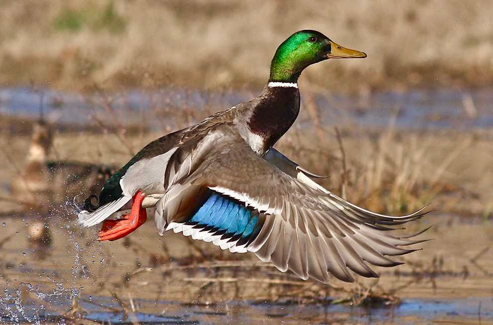 Duck